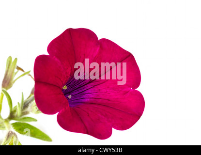 Pétunia rouge fleur sur fond blanc Banque D'Images