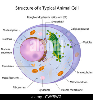 Une cellule typique, étiqueté Banque D'Images