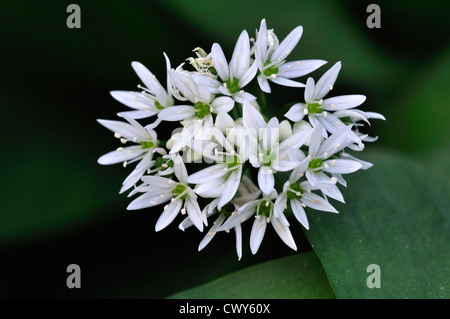 Un gros plan d'une fleur au printemps ramson UK Banque D'Images