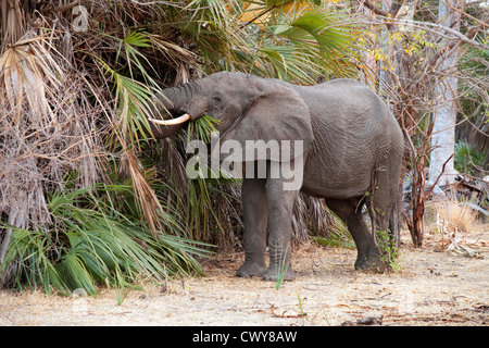 L'éléphant africain (Loxodonta Africana) mâle adulte, l'alimentation, de Selous Tanzanie Afrique Banque D'Images