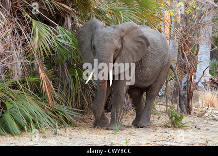 Mâle adulte de l'éléphant africain (Loxodonta africana), le Selous Tanzanie Afrique Banque D'Images