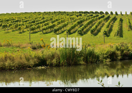 Vignobles de New York en septembre. Banque D'Images