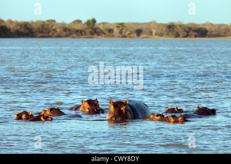 Hippopotames dans le lac Manze, le Selous Tanzanie Afrique Banque D'Images