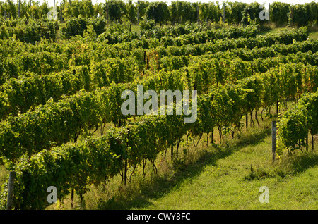 Vignobles de New York en septembre. Banque D'Images