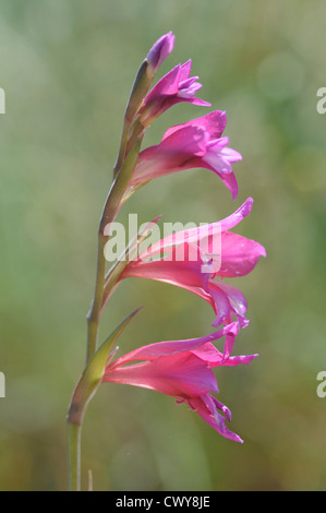 Glaïeul sauvage : Gladiolus illyricus. Mallorca, Espagne Banque D'Images