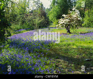 Bluebell printemps, East Sussex, Angleterre, RU, FR Banque D'Images