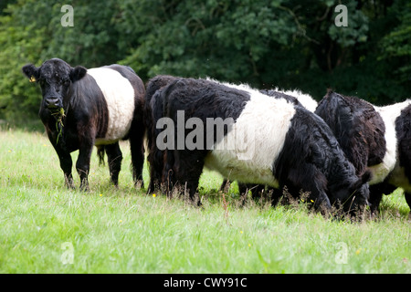 Belted Galloway vaches dans un champ dans le Devon Banque D'Images
