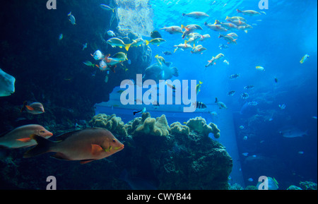 De nombreuses variétés de poissons tropicaux colorés sur l'affichage à l'Aquarium Churaumi d'Okinawa, au Japon. Banque D'Images