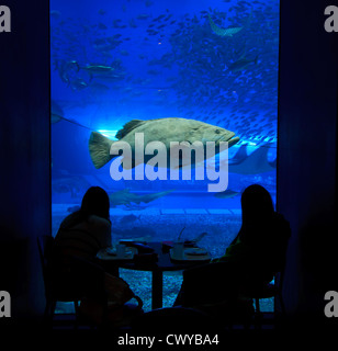 Un mérou géant nage du poisson dans le restaurant diners passés à l'Aquarium Churaumi d'Okinawa, Japon Banque D'Images