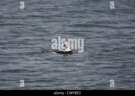 Long-tailed Duck / Harelde kakawi Clangula hyemalis, Shetland, Scotland, UK Banque D'Images