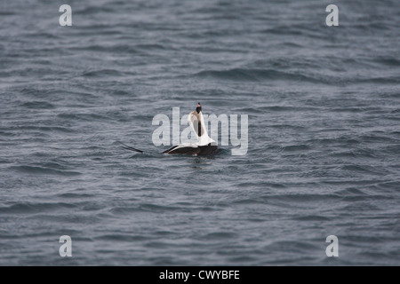 Long-tailed Duck / Harelde kakawi Clangula hyemalis, Shetland, Scotland, UK Banque D'Images