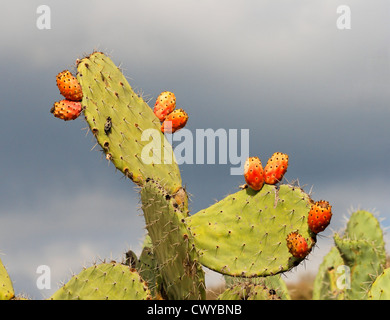 Sabras fruits de cactus tzabar, ou figuier de Barbarie (Opuntia ficus indica) sur nuageux jour d'automne Banque D'Images