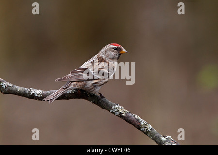 Moindre femelle Sizerin blanchâtre (Carduelis flammea cabaret) perché dans les bois au nord du Pays de Galles UK Avril 8965 Banque D'Images
