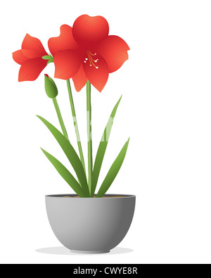Une illustration d'un beau rouge lumineux amaryllis plante avec bouton floral et vert feuillage dans un contenant métallique Banque D'Images