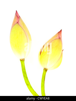 Deux bud lotus sur fond blanc