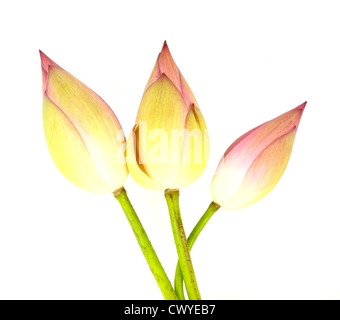 Trois bud lotus sur fond blanc Banque D'Images