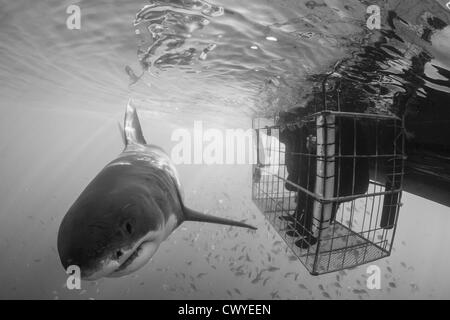 Un grand requin blanc Requin dans l'allée, Gansbaai, Afrique du Sud Banque D'Images