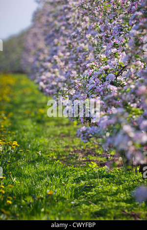 La floraison des pommiers, Altes Land, Basse-Saxe, Allemagne, Europe Banque D'Images