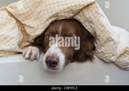 Border Collie allongé sous une couverture Banque D'Images