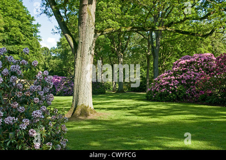 Azalées dans parc, Bremen, Germany, Europe Banque D'Images