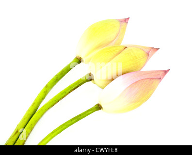 Trois bud lotus sur fond blanc Banque D'Images
