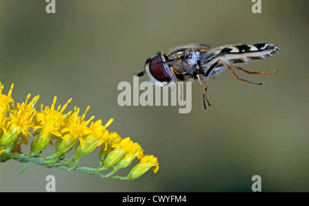 Scaeva pyrastri Hoverfly, Banque D'Images