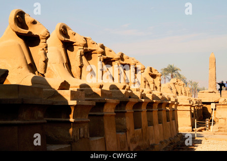 Allée de sphinx bélier à l'entrée du temple de Karnak, Egypte Banque D'Images