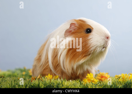 Langhaarmeerschweinchen / cobaye à poil long Banque D'Images