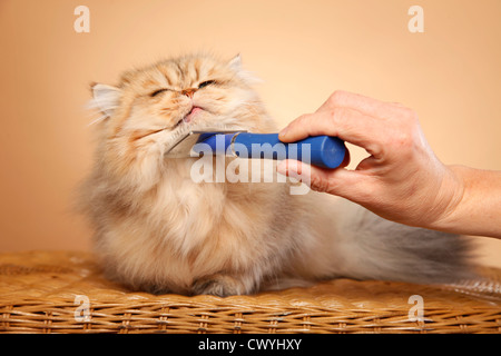 Perser chinchilla d'or / chat persan Banque D'Images