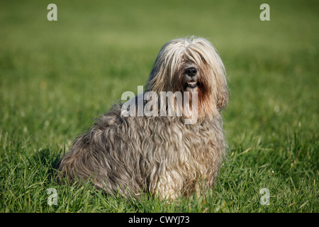 Polnischer Niederungshütehund / berger de vallée polonais Banque D'Images