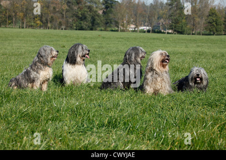 Polnischer Niederungshütehund / berger de vallée polonais Banque D'Images