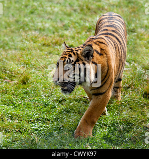 Tigre de Sumatra PACING THROUGH Grass Panthera tigris Sumatrae Banque D'Images