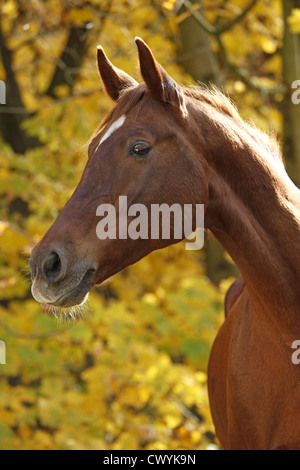 Portrait cheval d'oseille Banque D'Images