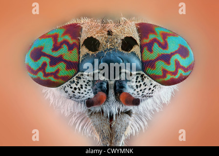 Chef d'un cheval-fly, macro shot Banque D'Images