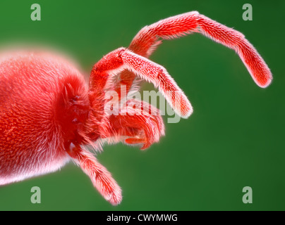 Acarien Trombidium holosericeum (velours), macro shot Banque D'Images