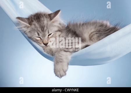 Chaton sibérien Banque D'Images