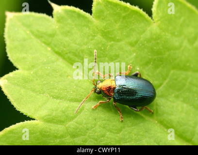 L'altise de la saule (Crepidodera aurata) Banque D'Images