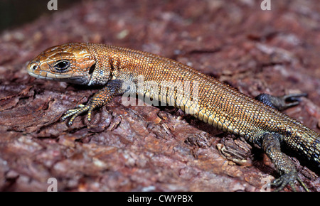 Le lézard vivipare (Zootoca vivipara) Banque D'Images