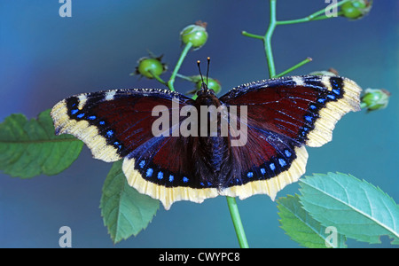Mourning Cloak (Nymphalis antiopa) Banque D'Images