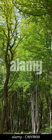 Forêt de hêtres au début de l'été Banque D'Images