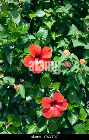 Grandes fleurs rouge vif, sur fond vert, Hibiscus Banque D'Images