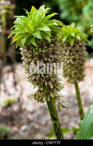 Eucomis. Eucomis (ananas fleurs) Banque D'Images