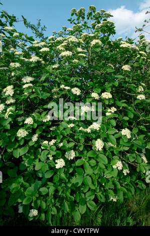 Wayfaring Tree Caprifoliaceae Viburnum lantana Banque D'Images