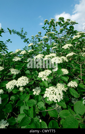 Wayfaring Tree Caprifoliaceae Viburnum lantana Banque D'Images