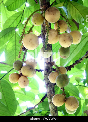 Jeunes frais Longkong (langsat) on tree Banque D'Images