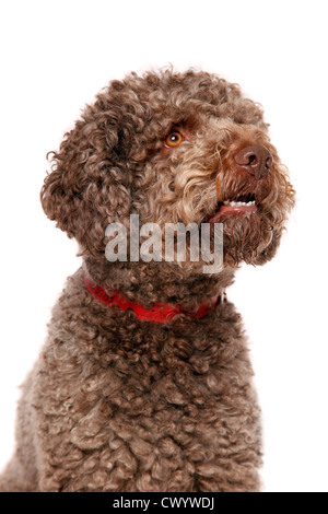Lagotto Romagnolo Portrait Banque D'Images