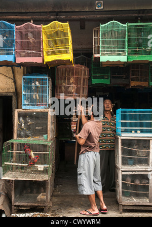 Les cages en bois plein d'oiseaux sur le marché d'animaux et d'oiseaux à Denpasar, dans le Sud de Bali, Indonésie. Banque D'Images