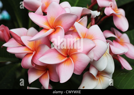 Ou frangipanier Plumeria flower Banque D'Images
