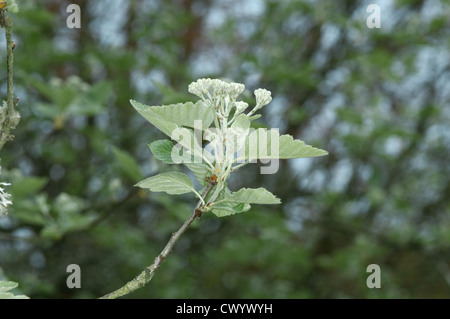 Quercus palustris suédois Sorbus intermedia (Rosacées) Banque D'Images