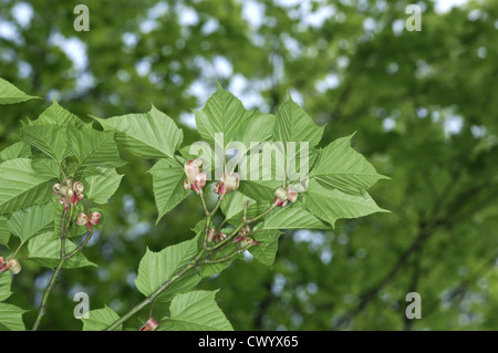 Red Snakebark Maple Acer capillipes (Aceraceae) Banque D'Images